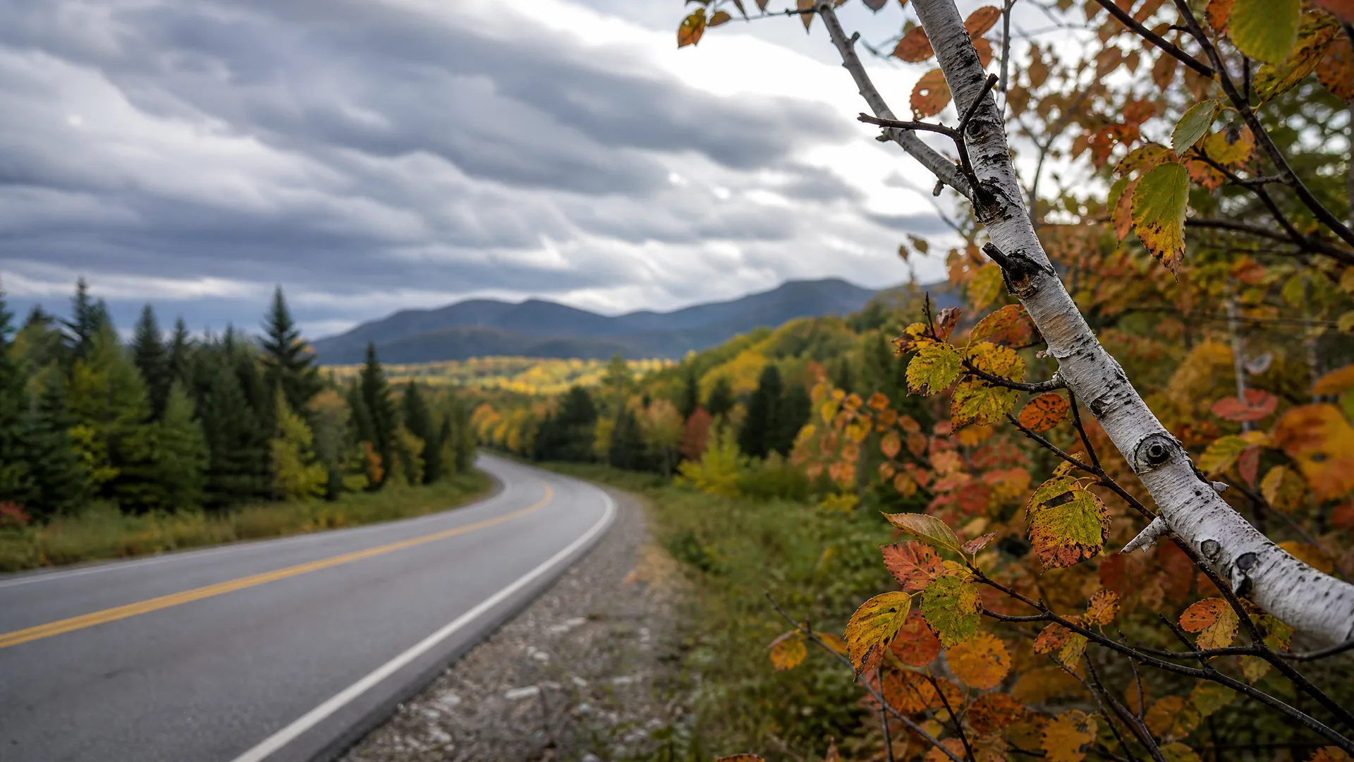 A two-lane paved road with yellow center lines curves through conifer and autumn-colored forest toward distant mountains under a cloudy sky, with a white-barked birch branch and orange-yellow leaves in the right foreground.